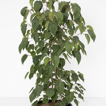 Taschentuchbaum-image