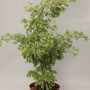 Tiefgeschlitzter Ginkgobaum 'Saratoga'-image