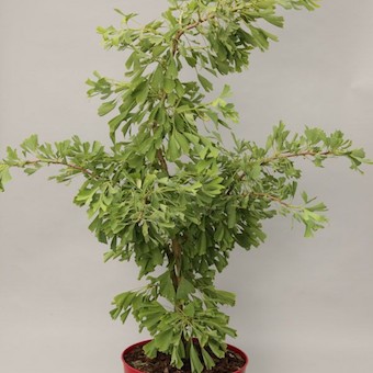 Tiefgeschlitzter Ginkgobaum 'Saratoga'-image