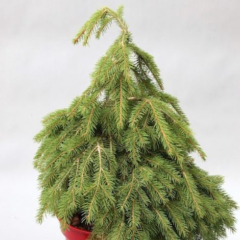 Zwerg-Hänge-Fichte 'Formanek'-image