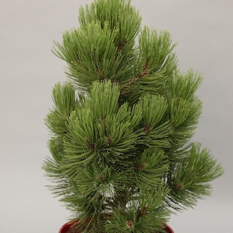 Bosnische Zwerg-Kiefer 'Malinki'-image