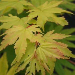 Japanischer Gold-Ahorn 'Jordan'®-image