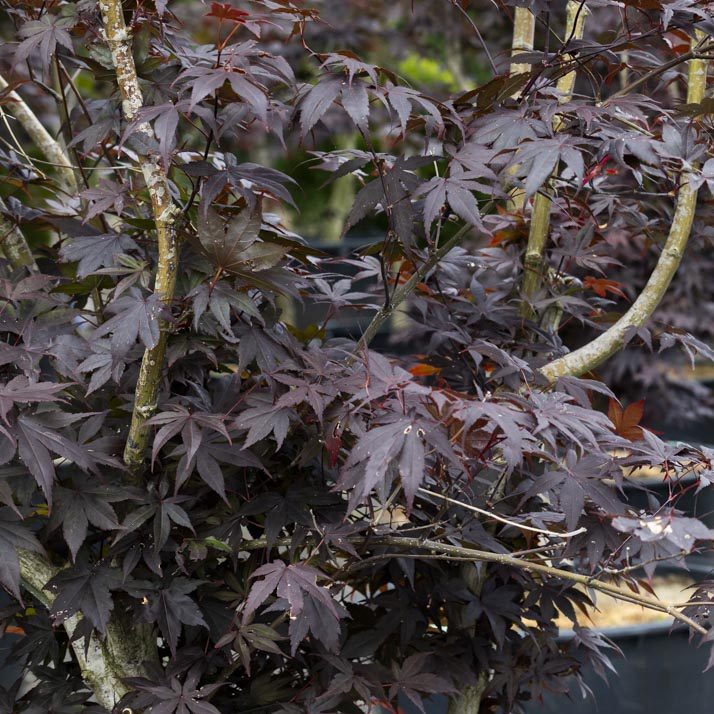 Dunkelroter Fächer-Ahorn 'Bloodgood'-image