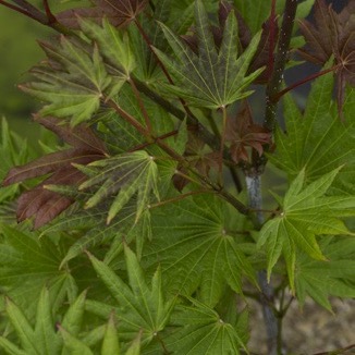 Gold-Ahorn 'Moonrise'-image