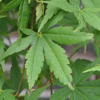 Überhängender Fächer-Ahorn 'Ryusen'-image