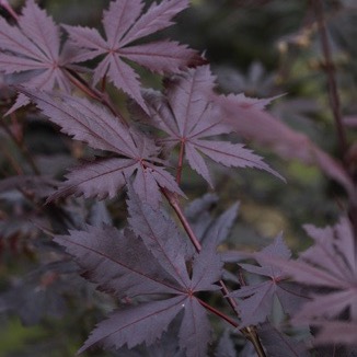 Japanischer Fächer-Ahorn 'Trompenburg'-image