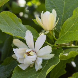 Weißblühender Orchideenbaum-Gewürzstrauch 'Venus'-image