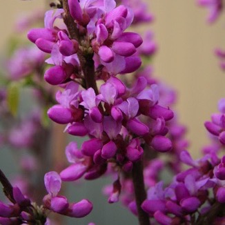 Rosablühender Judasbaum 'Avondale'-image