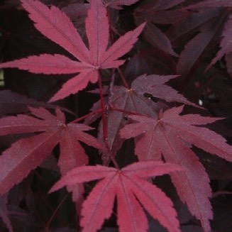 Fächer-Ahorn 'Fireglow'-image