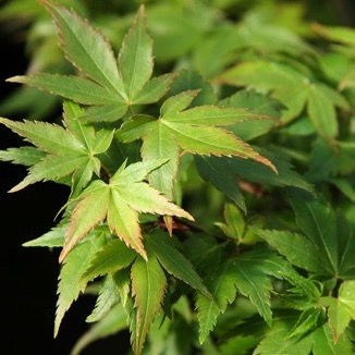 Zwerg-Ahorn 'Little Princess'-image