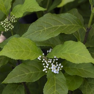 Liebesperlenstrauch 'Magical Snowstar'-image