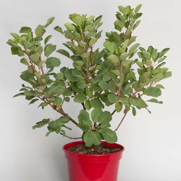 Rot blühender Perückenstrauch 'Smokey Joe'-image