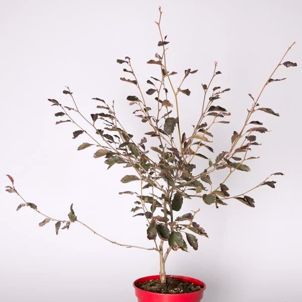 Rosa-dunkelrote Buche 'Roseomarginata'-image