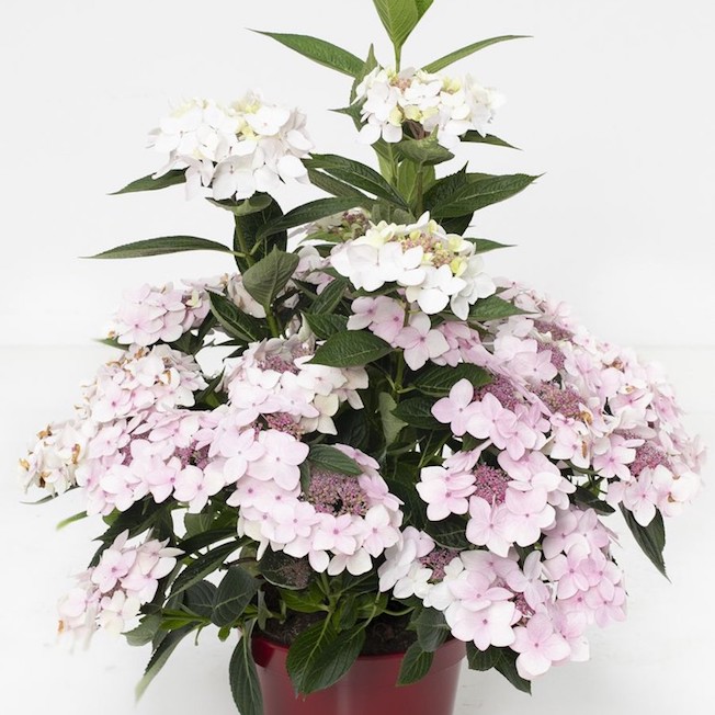 Wolkenblüten Hortensie 'Cloudi'-image