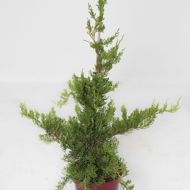 Hollywood-Wacholder 'Kaizuka'-image