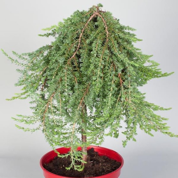 Kriech - Wacholder 'Green Mantle'-image