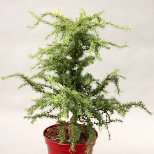 Überhängende Zwerg-Lärche 'Little Bogle'-image