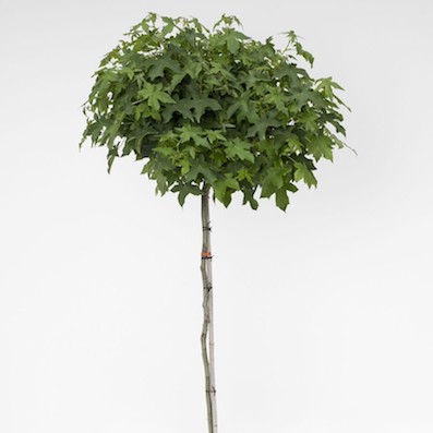 Zwerg-Kugel-Amberbaum 'Gumball'-image