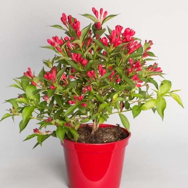 Zwerg-Weigelie 'All Summer Red'-image